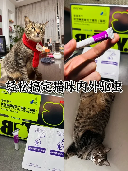 挖到宝藏驱虫药，轻松搞定家里猫咪驱虫