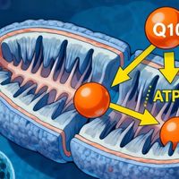 辅酶Q10是心脏健康必需品还是智商税？750+用户观点深度PK