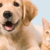 养宠一年悟透的真相：它不是“小可爱”，是家人