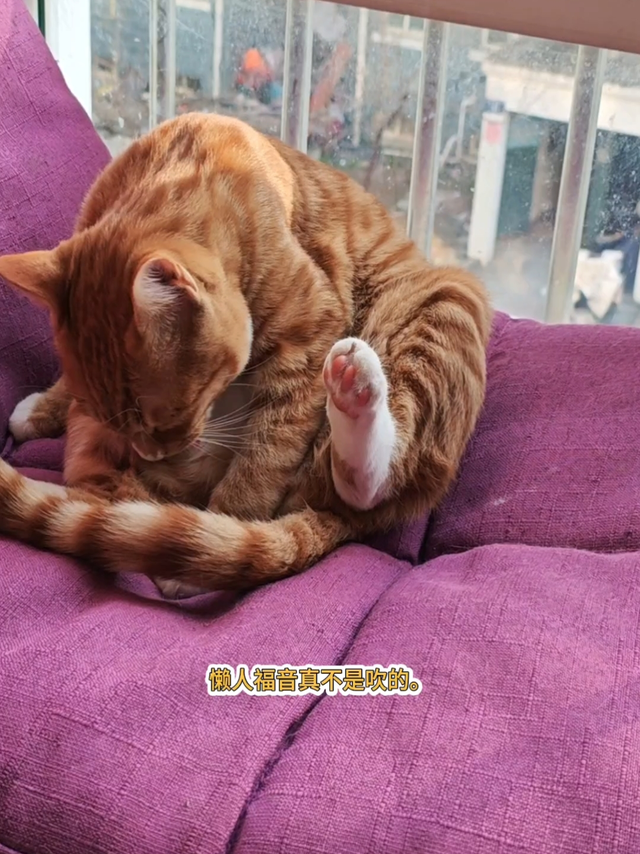 你们遇到猫毛乱飞的情况，都怎么处理？