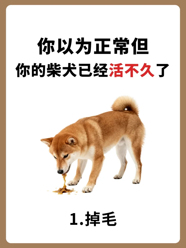 别坑柴犬了！换粮续命就现在