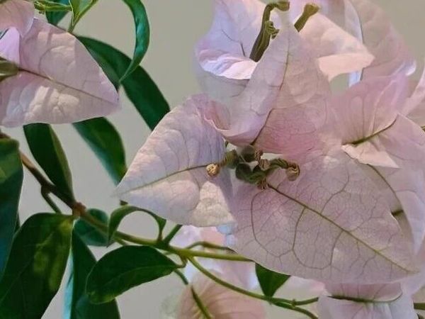 如果每个色系推荐一款，再来说说紫色选哪一款？