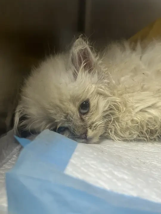 爱真的会长出血肉 救助被丢弃的流浪幼猫