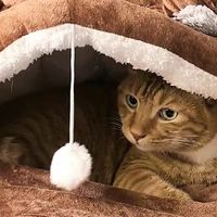 猫咪新窝，拒绝被打扰的睡眠