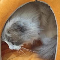 猫窝提升，猫咪安全感与睡眠质量！