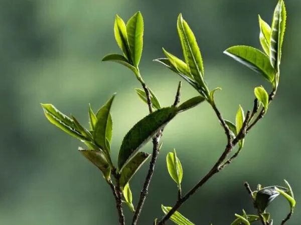 雾隐桐木：天上人间一盏茶