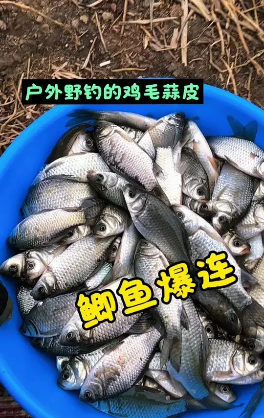 被鲫鱼爆连是一种什么样的体验。 #野钓#原来钓鱼才是抖音运动顶流 #极弧支架 #民间艺人LB芦苇漂#沃鼎王者神剑