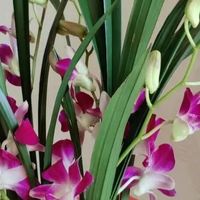 阿姨晒“买来的假花”走红，网友：这骗局全国都有，别上当了！