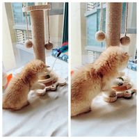 自动逗猫器是长期方案还是短暂新鲜感？687+用户观点大碰撞