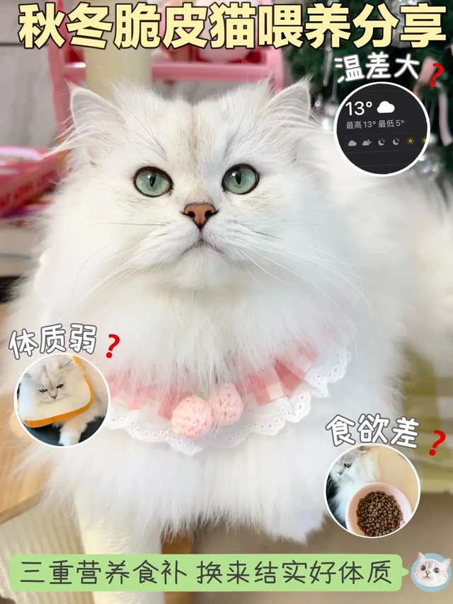 秋冬脆皮猫食补攻略：主食冻干上大分！