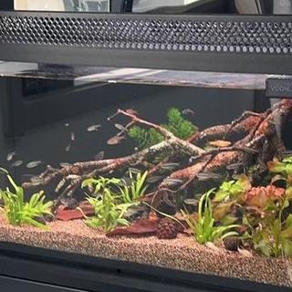 当贝鱼缸评测：拒绝养鱼智商税，手把手教你DIY实用器材省大钱！