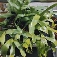 Gstandard轻奢小推车：简约美学与实用结合