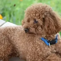 国产狗粮到底好不好？挑选狗粮的均衡之道与竞品选择逻辑