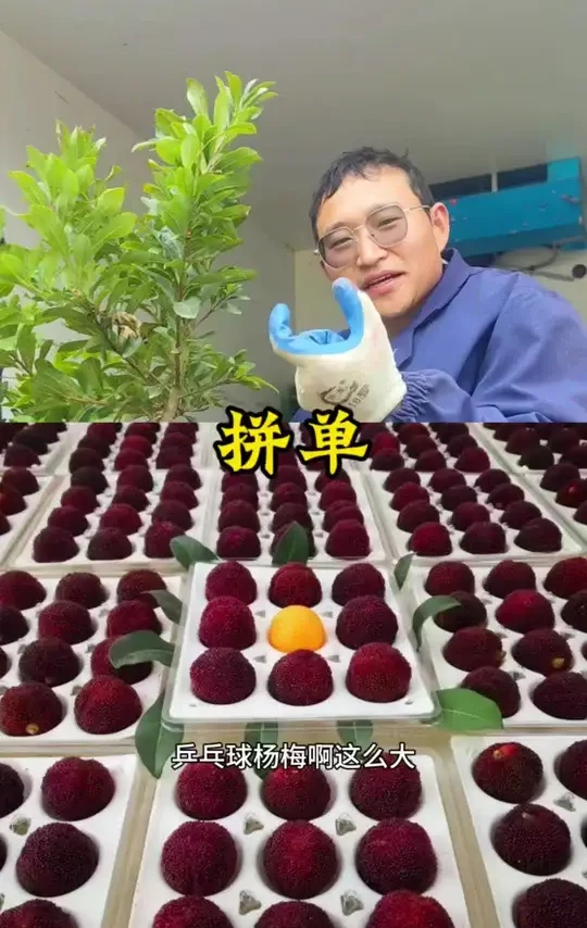 品种越多，需要技术越高😁#农业#返乡创业 #果园 #回家种地 #农业灯塔