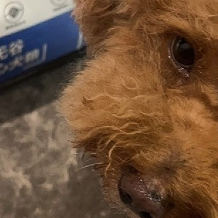 养宠一年小结，狗狗营养新选择，终于买到兔肉夹心狗粮