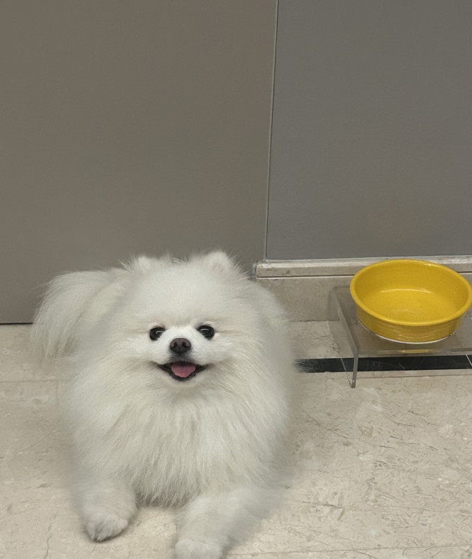 鲜朗狗狗干粮