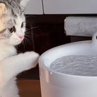 元旦给猫主子的惊喜！Hiigge饮水机用了两周真心可