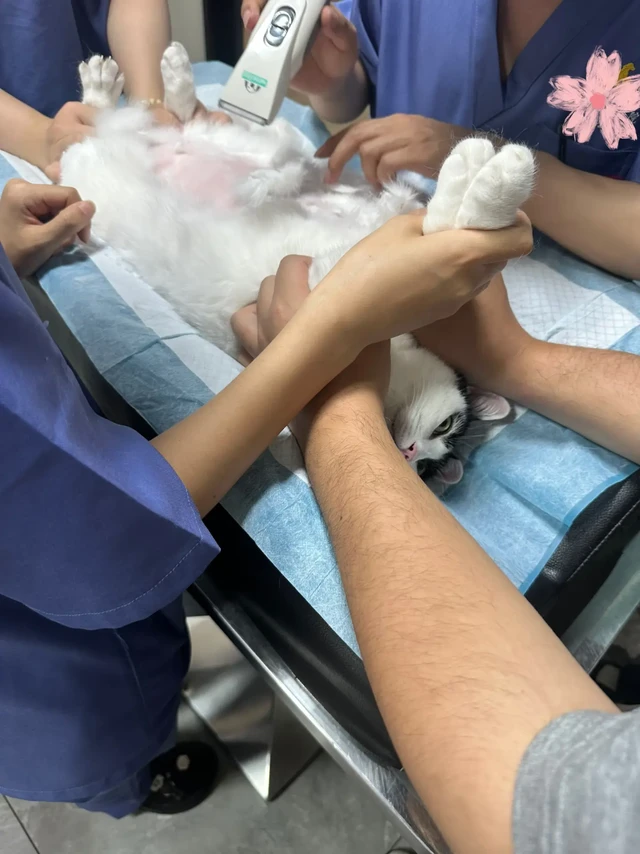12岁老猫减肥半年体检报告出来了...😥