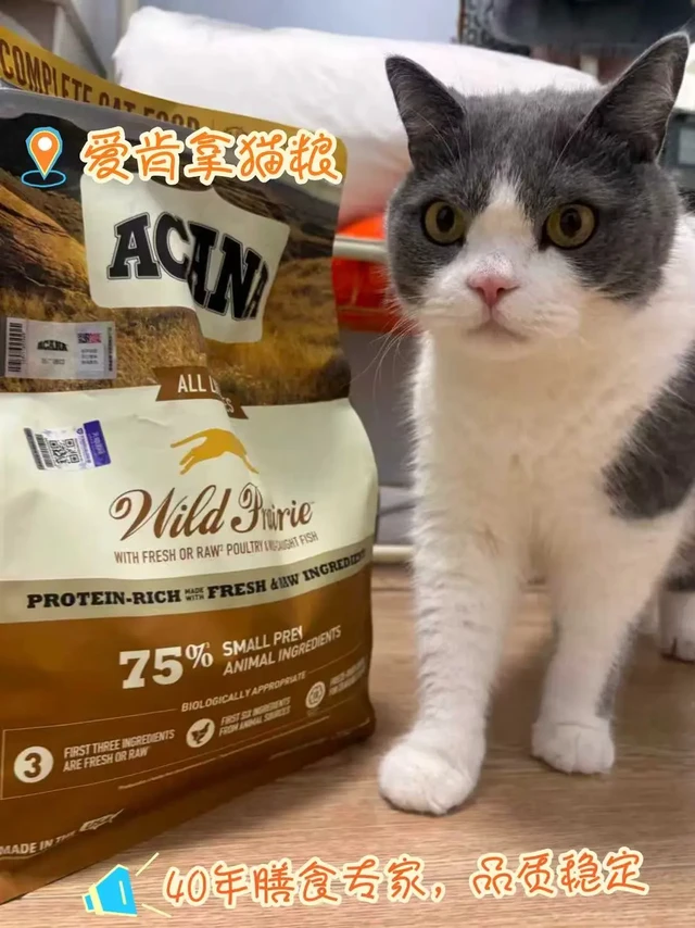 让挑食小猫猛猛干饭的爱肯拿猫粮