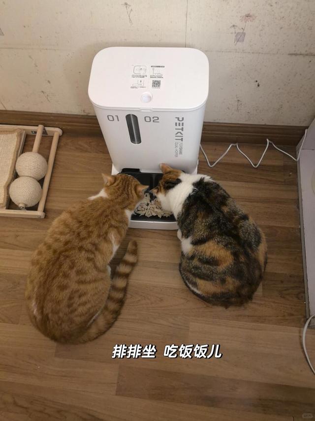 自动喂食器真香🥲我以前到底在装个什么劲