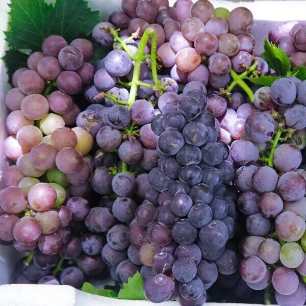 这种水果是补气血的好食材，秋天要多吃