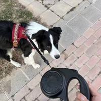中小型犬遛狗封神！多尼斯自动伸缩牵引绳彻底告别“狗遛人”🐶