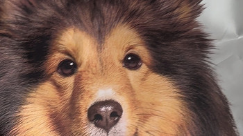 网易严选全价三拼犬粮使用体验：高营养囤货之选