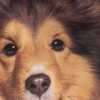 网易严选全价三拼犬粮使用体验:高营养囤货之选