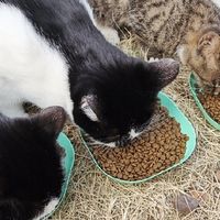 巴弟E70猫粮：益生菌改善肠胃
