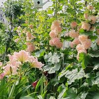 浙江一太太，晒“大美盆栽蜀葵”走红，网友：花开富贵扑面来！