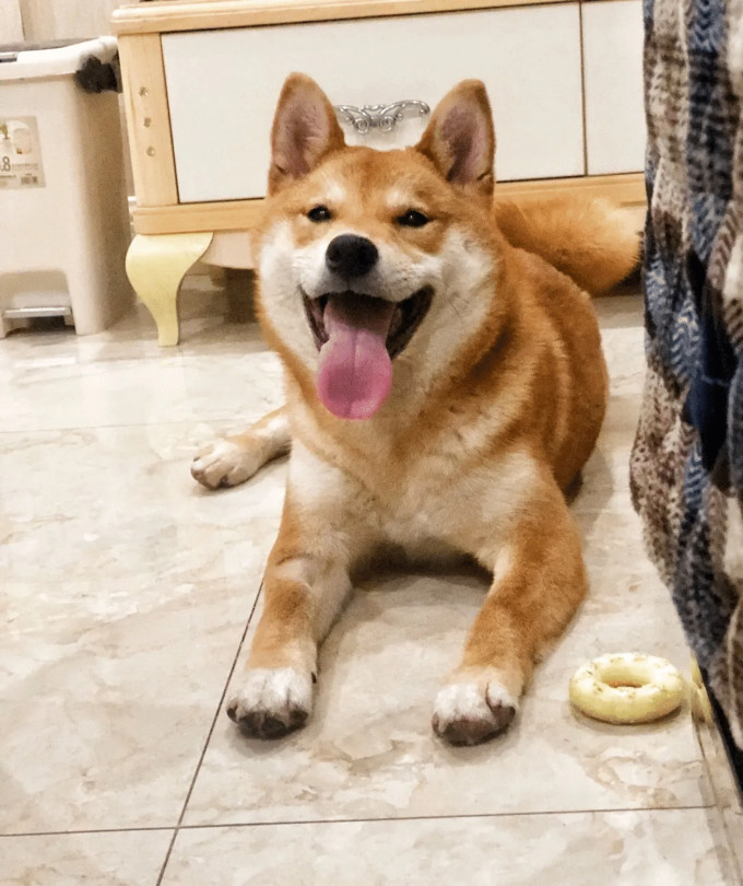 皇家狗粮