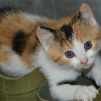 小猫药箱该备止泻药还是抗生素？300+养猫人观点大碰撞