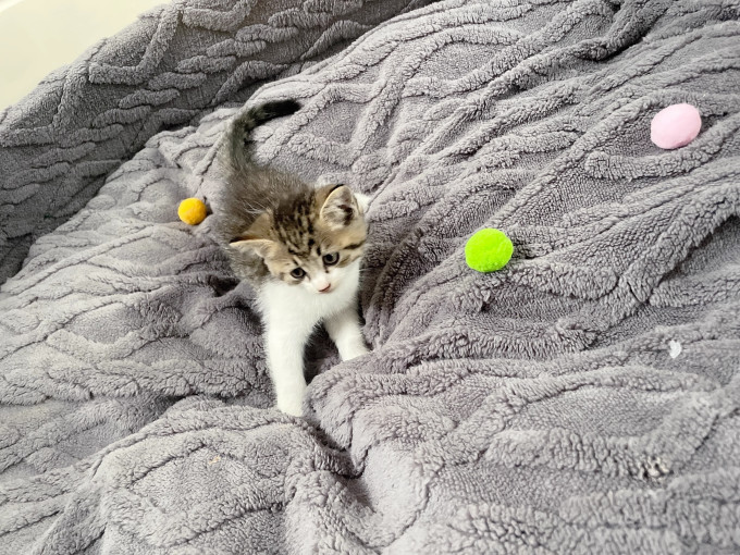 猫狗窝