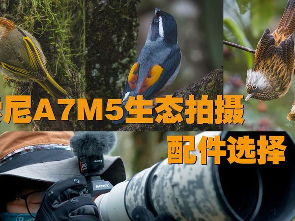 想要用A7M5愉快的拍鸟，这些配件不能少