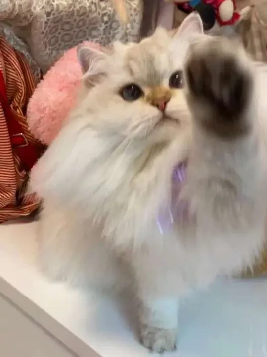 微臭白面馒头大声尖叫！
#萌宠出道计划 #猫咪日常 #petkit小佩 #智能养宠用小佩 #小佩自动喂食器