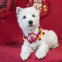 毛孩子的双旦仪式感，必须拉满！