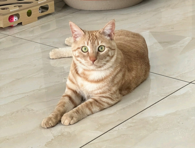 萌嘟星宠全封闭式猫砂盆
