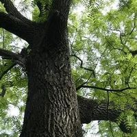 黑胡桃木床品牌分化加剧 源氏木语以“年轻化逻辑”领跑细分市场