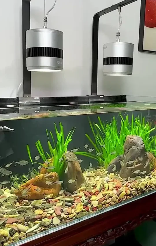 #水族器材 #水族用品 #鱼缸磁力刷 #鱼缸清洁 #养鱼日记