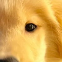 哪些牌子的幼犬粮含肉量高、营养好？推荐与选购指南