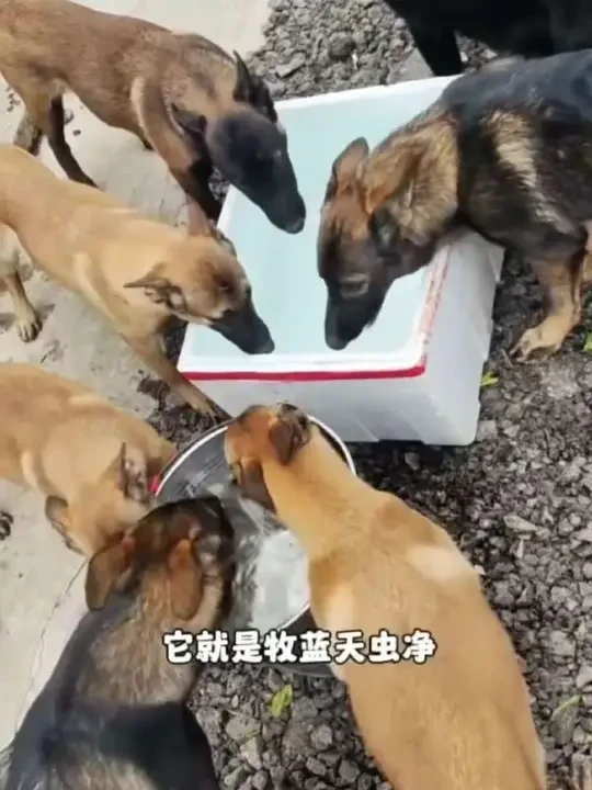 宠物猫犬在喝水的时候，加上一样东西，喵狗毛色亮长肉快，一整年不会生病#牧蓝天虫净#驱虫
