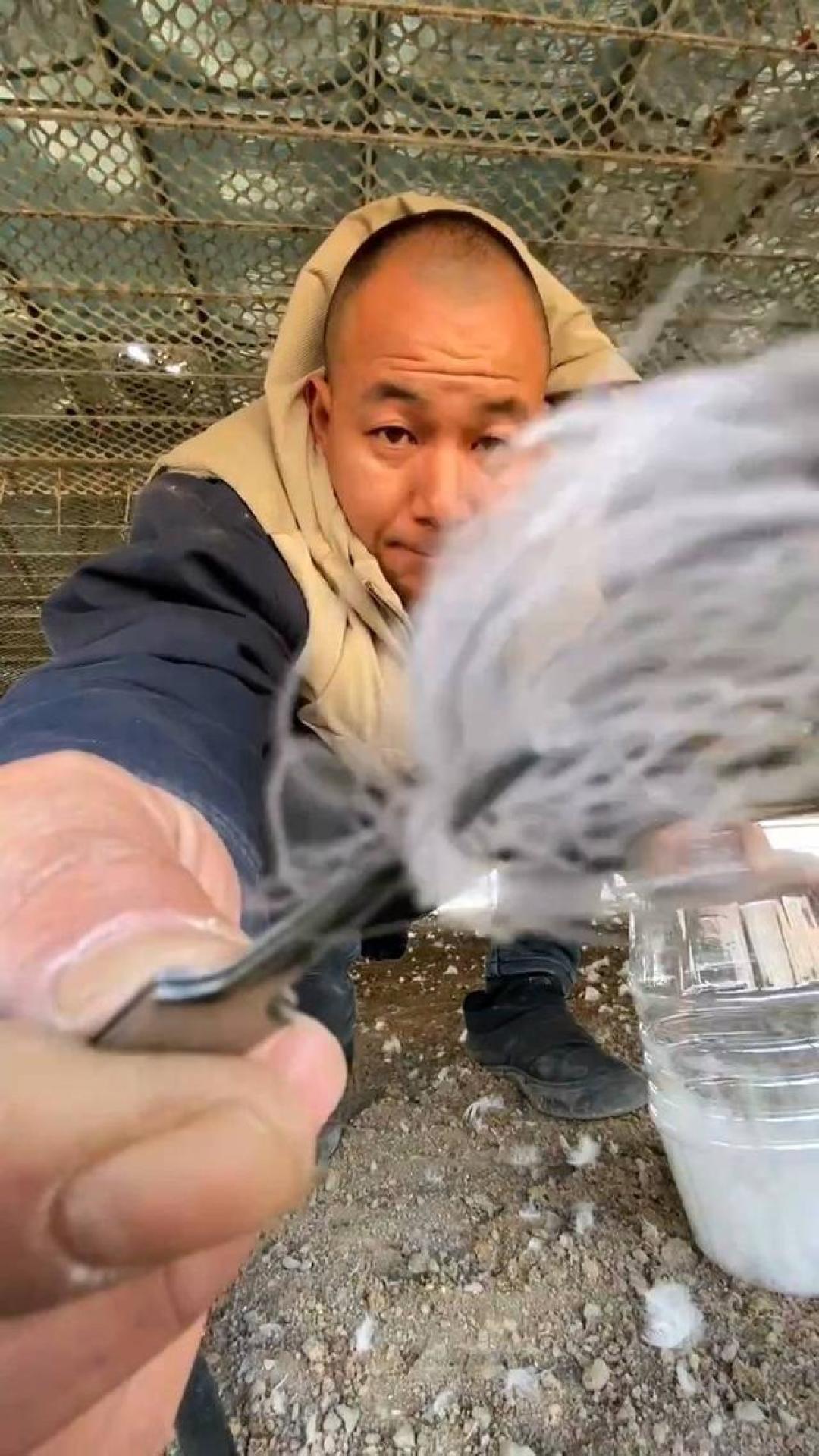 最硬核的宠妻!辽宁男子养1800只鹅,手捡鹅绒为妻子做羽绒服