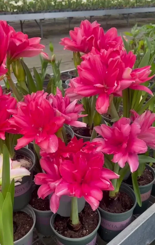 #鲜花绿植 #花卉绿植盆栽