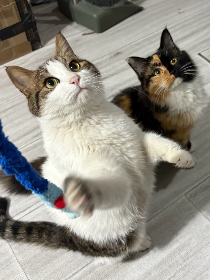 猫咪