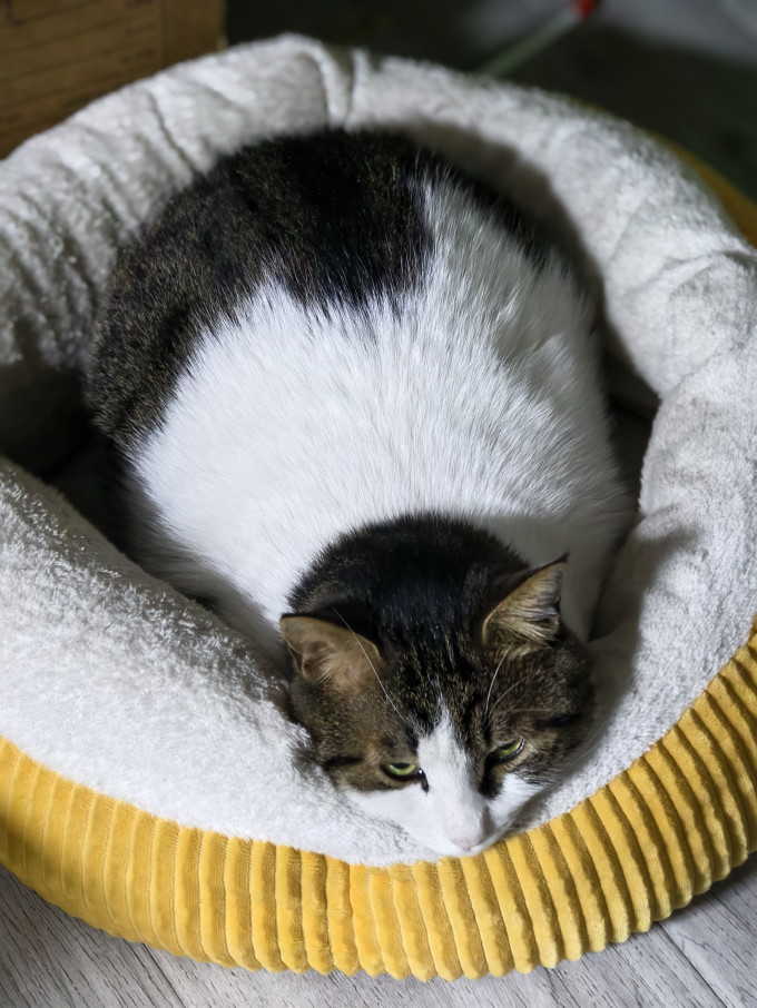 猫咪