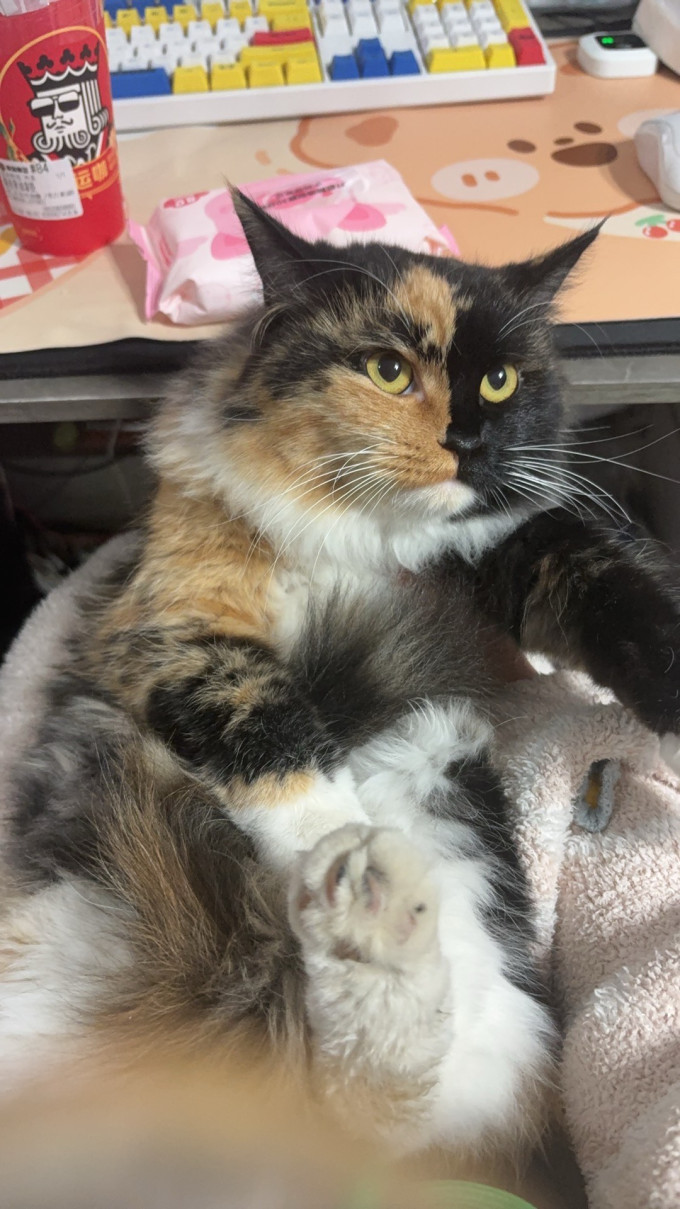 猫咪