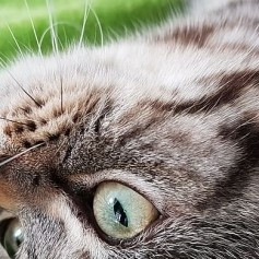 幼猫猫粮怎么选？优质宠物饲料/猫粮如何挑选？