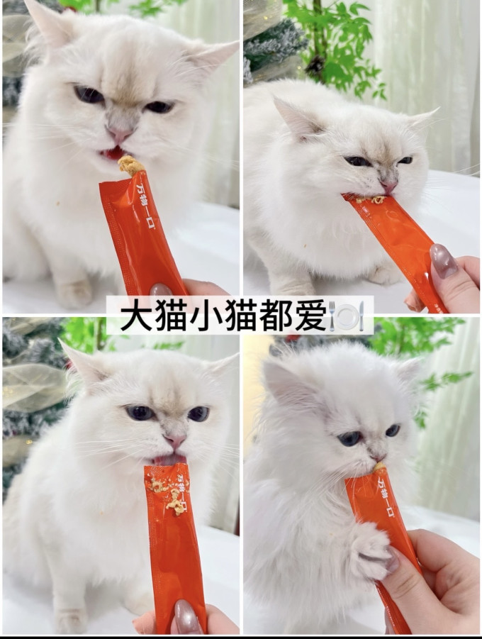 卫仕猫咪湿粮/罐头