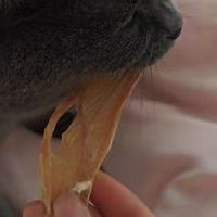 原切肉干洁齿棒，宠物健康首选