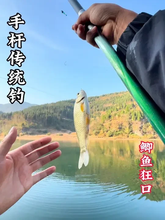 钓鱼就找老师傅，一不小心就爆护。今天发财了，手杆当炮杆用，鲫鱼连杆。#创作灵感 #汉鼎一号六代#汉鼎真材实料放心入#钓鱼王酒米 #钓鱼人的快乐